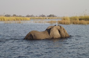 Scenic Flight Over The Okavango Delta